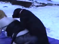 Black dog fucking a bunny cosplaying whore from behind